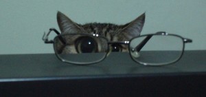 cat-watches-the-world-through-glasses